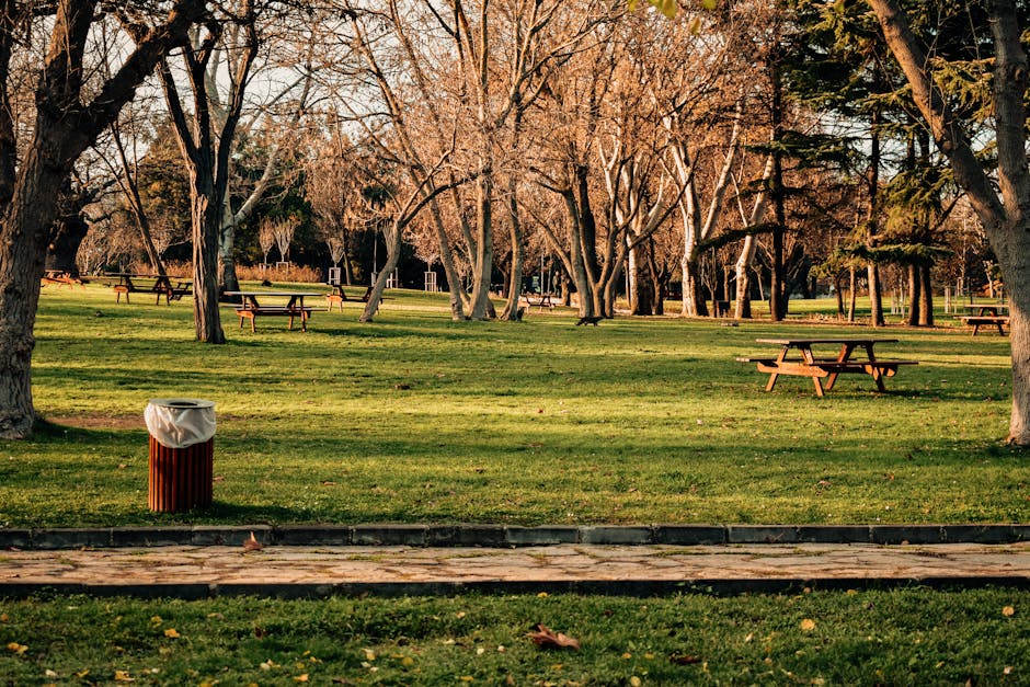 A large, mature tree with bare branches stands prominently in the foreground of a park, casting shadows on the lush, green grass. Several other trees with similarly bare branches are scattered through