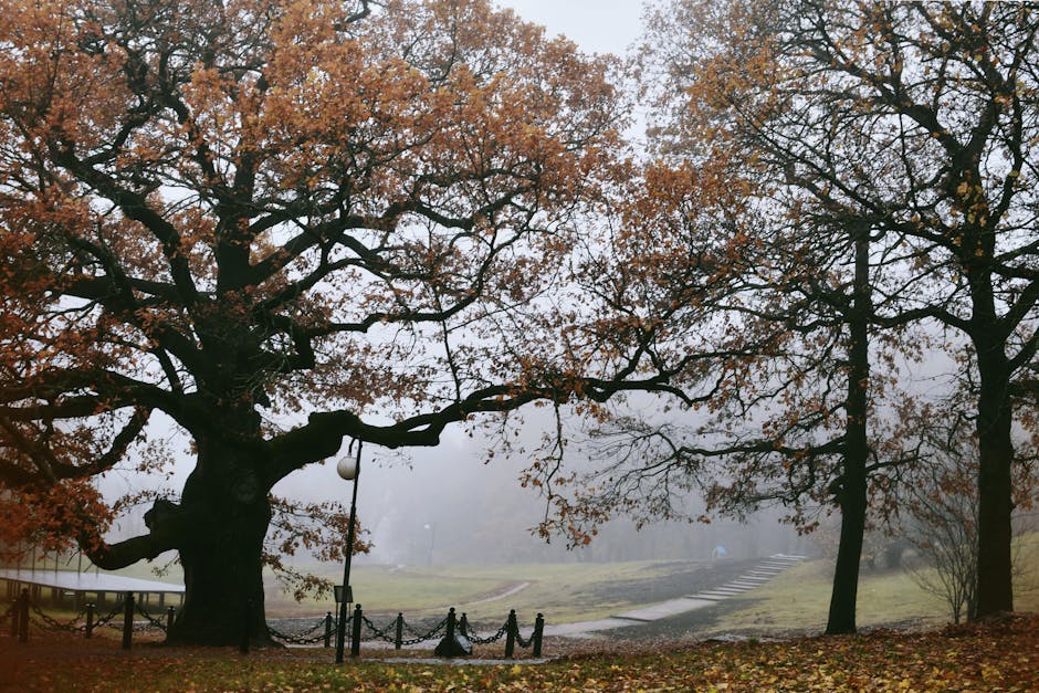 A large deciduous tree with a thick trunk and sprawling branches in a park setting during autumn, with leaves turning brown and orange. The tree has a streetlamp hanging from one of its branches, and a black chain fence running along a paved pathway that curves into the distance. The surrounding area contains grass and other trees with sparse foliage, and the sky is overcast with a grey, foggy atmosphere. This scene depicts an outdoor environment potentially used for local community walks and leisure, with elements relevant to home relocation logistics since Man With a Van Crofton Park may transport items through such outdoor spaces during house removals or furniture transport in Crofton Park near Honor Oak Park station.
